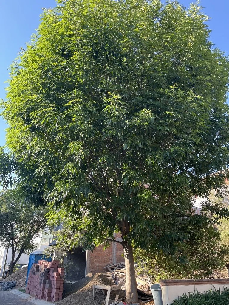 Shamel Ash (Fraxinus uhdei) — Spadefoot Nursery, Inc.